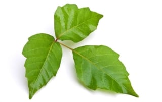 Your symptoms may be caused by contact with this common plant decades ago! - Poison Ivy; Poison Oak; Poison Sumac; neurotoxic effects of poison ivy;