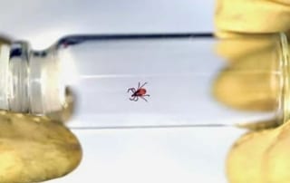 Lyme Light Radio Interview with Dr. Jernigan - Dr. Jernigan; may is lyme disease awareness month; interview