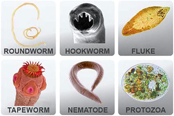 parasitic worms in humans