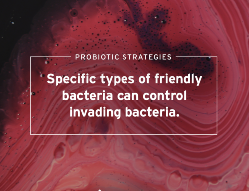 Bacterial Wars: Using strategic friendly bacteria to target and kill bad bacteria and cure disease!