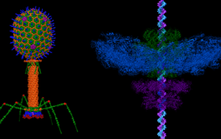 Exciting Preliminary Results Treating Borrelia with Native Phages